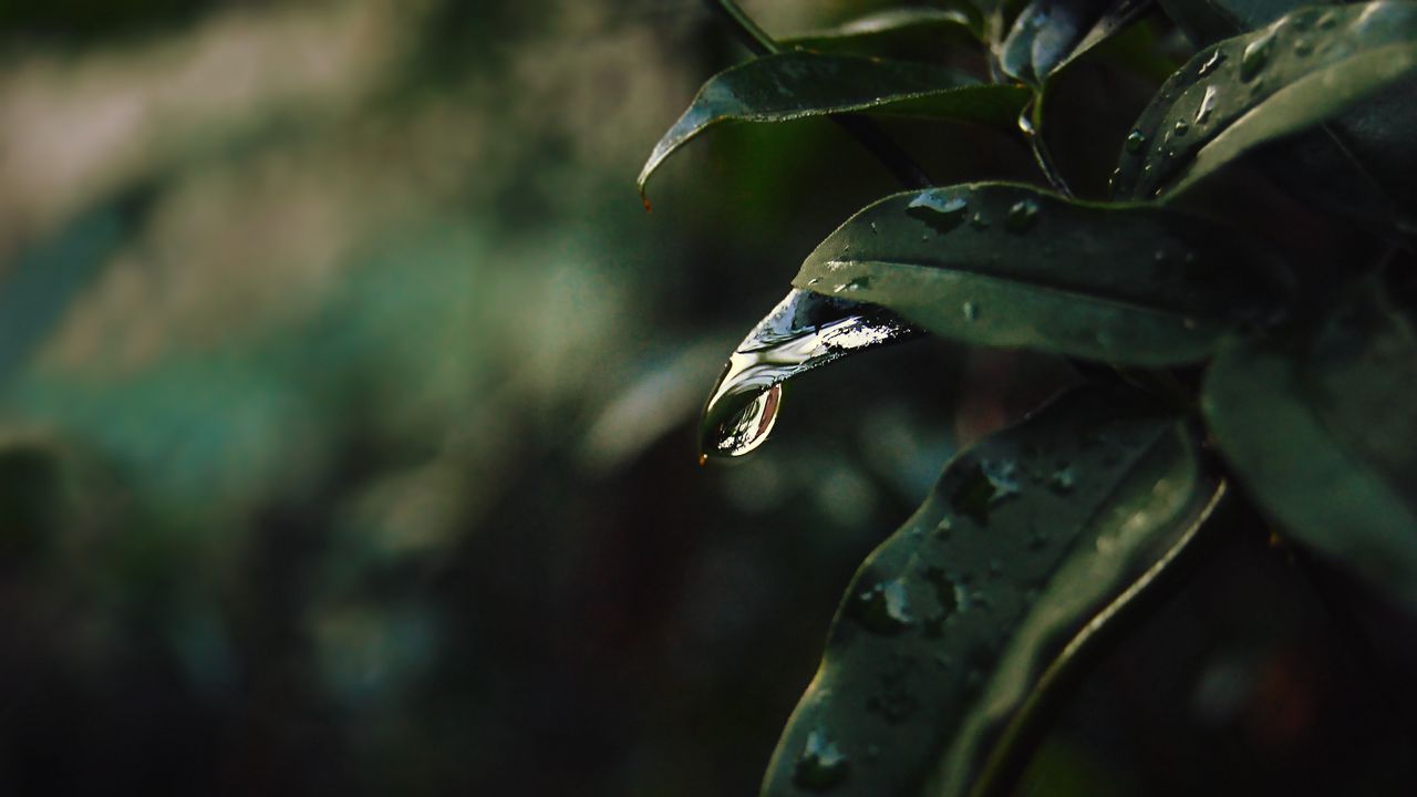 Wallpaper leaf, drops, blur