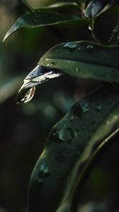 Preview wallpaper leaf, drops, blur