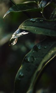 Preview wallpaper leaf, drops, blur