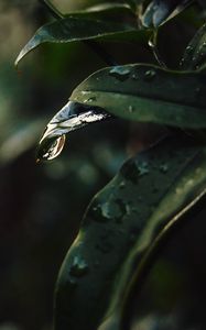 Preview wallpaper leaf, drops, blur