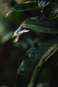 Preview wallpaper leaf, drops, blur