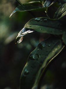 Preview wallpaper leaf, drops, blur