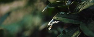 Preview wallpaper leaf, drops, blur
