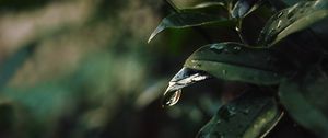Preview wallpaper leaf, drops, blur