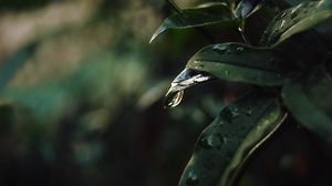 Preview wallpaper leaf, drops, blur
