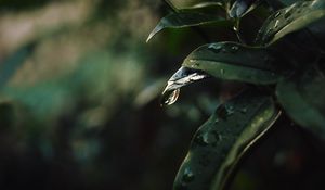 Preview wallpaper leaf, drops, blur