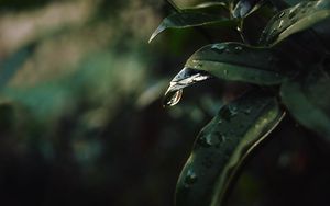 Preview wallpaper leaf, drops, blur