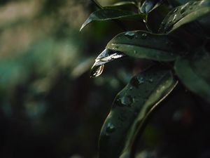 Preview wallpaper leaf, drops, blur