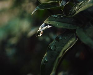 Preview wallpaper leaf, drops, blur