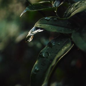 Preview wallpaper leaf, drops, blur