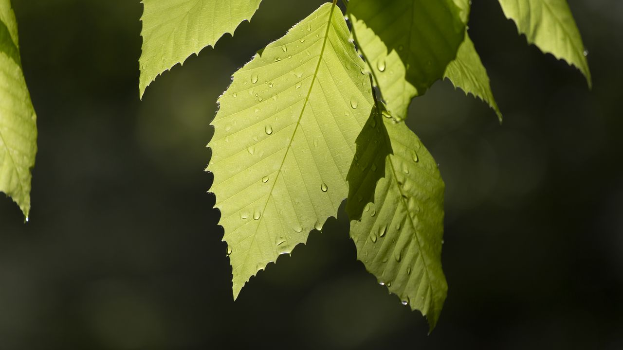 Wallpaper leaf, drops, branch, macro