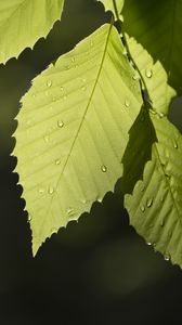 Preview wallpaper leaf, drops, branch, macro