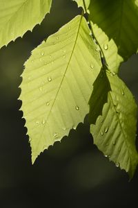 Preview wallpaper leaf, drops, branch, macro