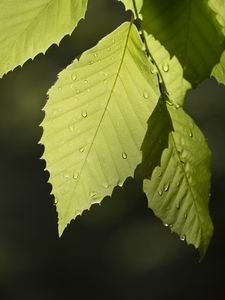 Preview wallpaper leaf, drops, branch, macro