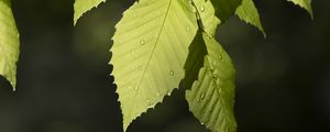 Preview wallpaper leaf, drops, branch, macro