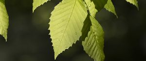 Preview wallpaper leaf, drops, branch, macro