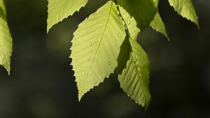 Preview wallpaper leaf, drops, branch, macro