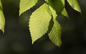 Preview wallpaper leaf, drops, branch, macro