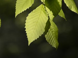 Preview wallpaper leaf, drops, branch, macro