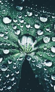 Preview wallpaper leaf, drops, close-up, dew