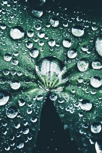 Preview wallpaper leaf, drops, close-up, dew