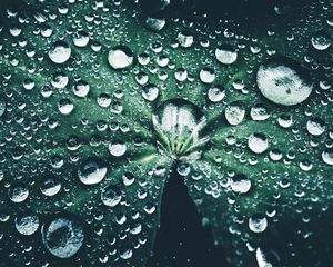 Preview wallpaper leaf, drops, close-up, dew