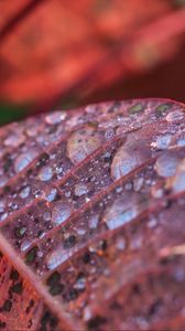 Preview wallpaper leaf, drops, dew, branch