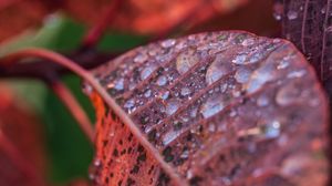 Preview wallpaper leaf, drops, dew, branch