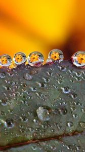 Preview wallpaper leaf, drops, dew, flowers, reflection