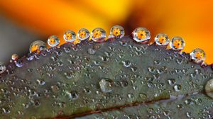 Preview wallpaper leaf, drops, dew, flowers, reflection