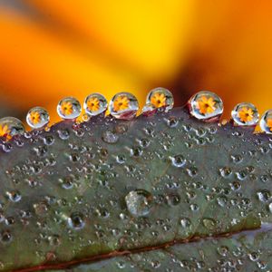 Preview wallpaper leaf, drops, dew, flowers, reflection