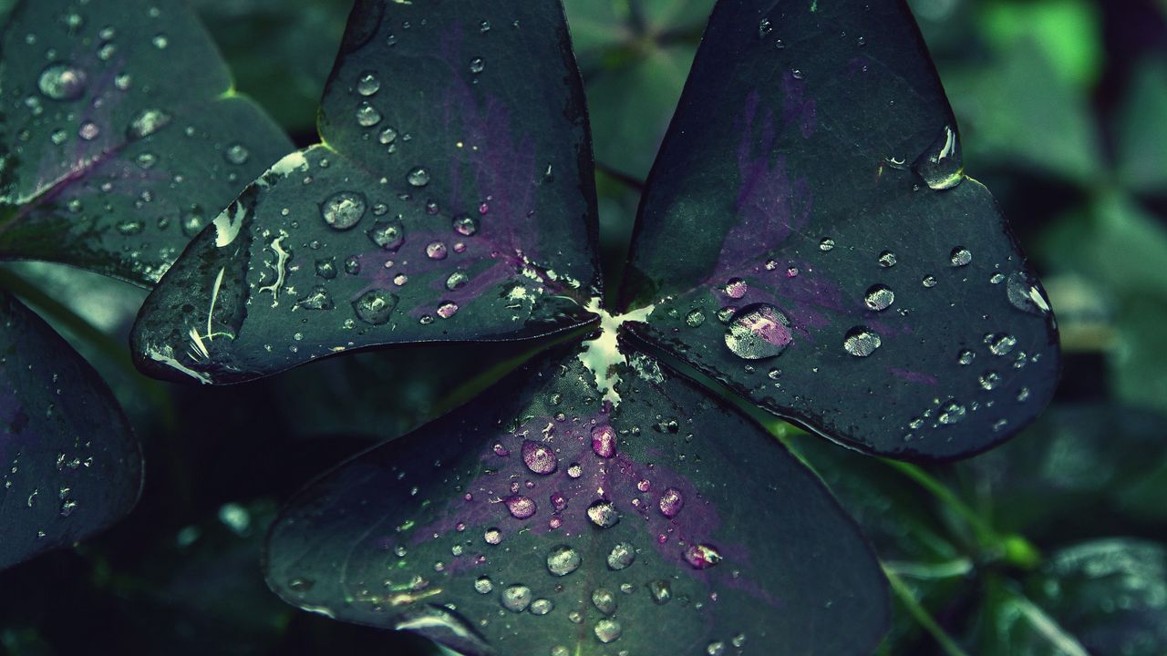 Wallpaper leaf, drops, dew, moisture, macro