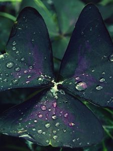 Preview wallpaper leaf, drops, dew, moisture, macro