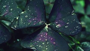 Preview wallpaper leaf, drops, dew, moisture, macro