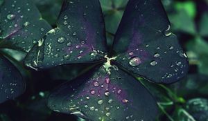 Preview wallpaper leaf, drops, dew, moisture, macro