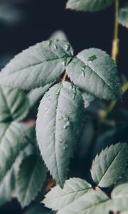 Preview wallpaper leaf, drops, dew, blur