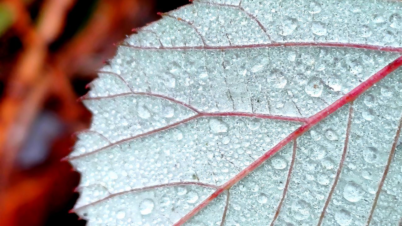 Wallpaper leaf, drops, dew, macro, blur