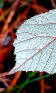 Preview wallpaper leaf, drops, dew, macro, blur