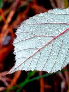 Preview wallpaper leaf, drops, dew, macro, blur