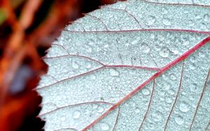 Preview wallpaper leaf, drops, dew, macro, blur