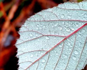 Preview wallpaper leaf, drops, dew, macro, blur