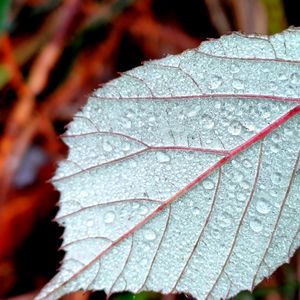 Preview wallpaper leaf, drops, dew, macro, blur