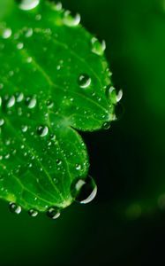 Preview wallpaper leaf, drops, dew, macro