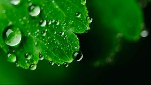 Preview wallpaper leaf, drops, dew, macro