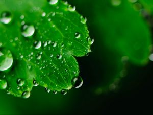 Preview wallpaper leaf, drops, dew, macro