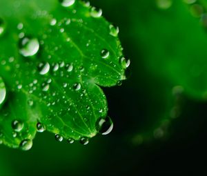 Preview wallpaper leaf, drops, dew, macro