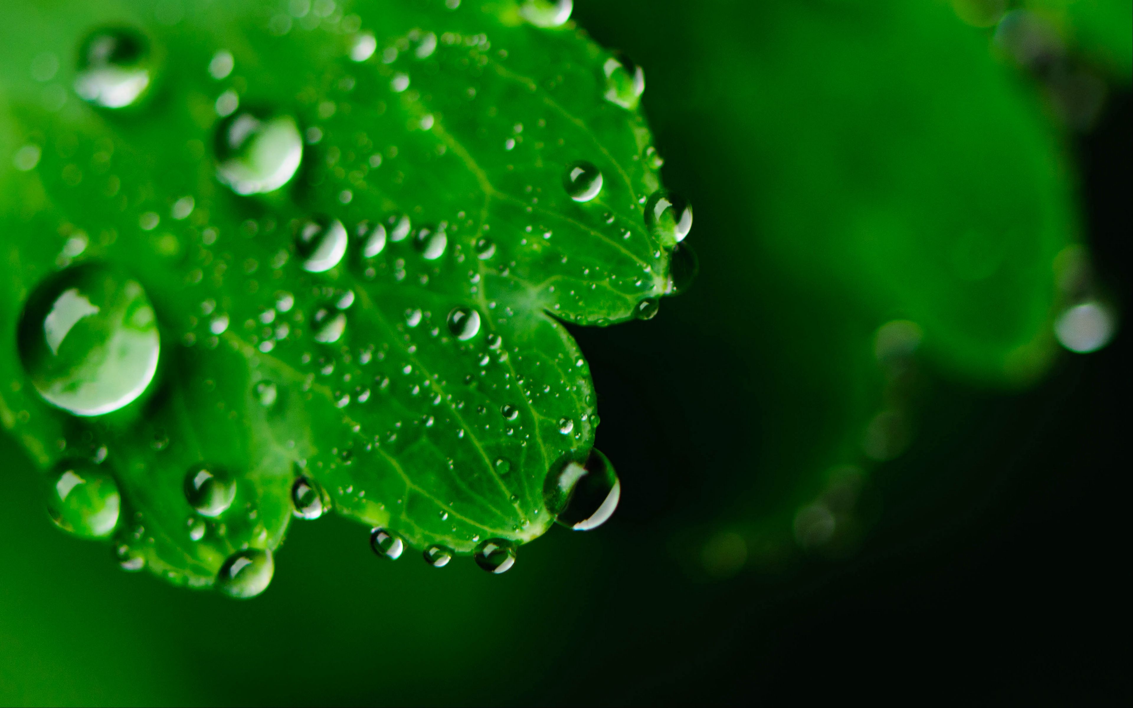 Water leaves. Зеленый лист с каплями воды. Вода и зелень. Зелень с каплями. Сочный зеленый цвет.