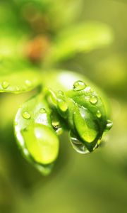 Preview wallpaper leaf, drops, dew, background