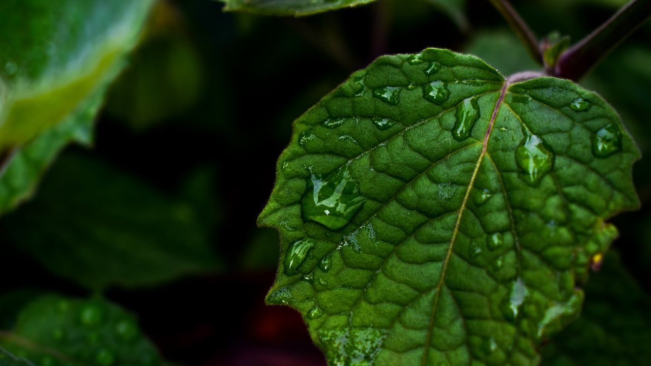 Wallpaper leaf, drops, green, close-up