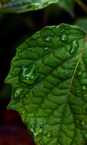 Preview wallpaper leaf, drops, green, close-up